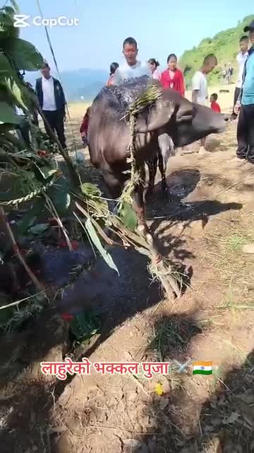 लाहुरे को भाकल