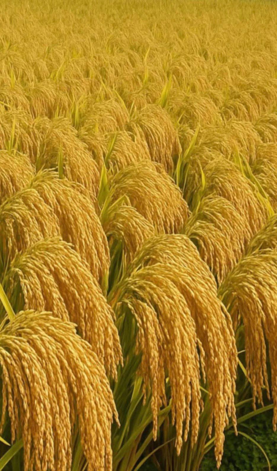 जापान को धान खेती