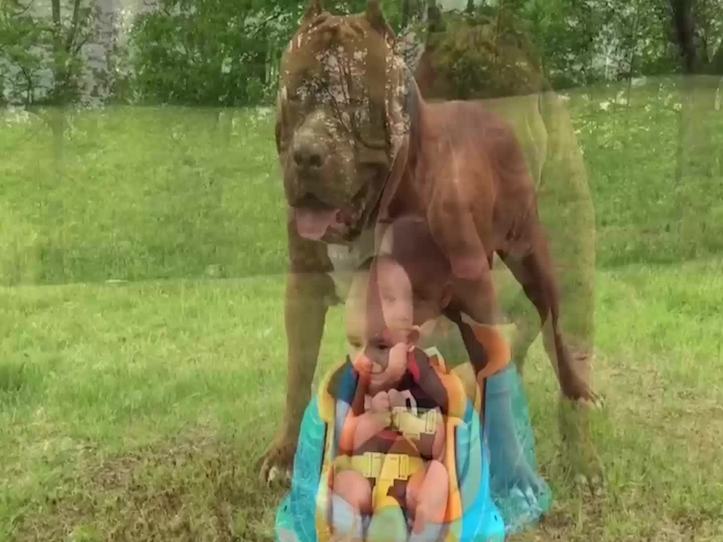  “A dog is the only thing on earth that loves you more than he loves himself”