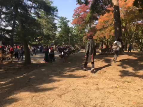 Nara Park , Nara JaPan near Todaji Temple