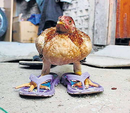 बार बार देखें......