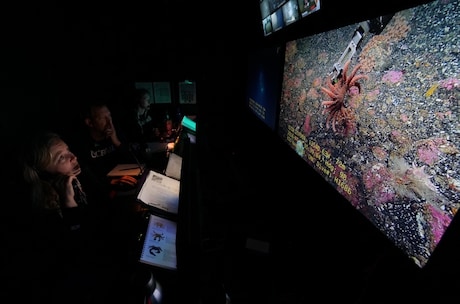 Scientists discover 'wonderland' of life on deep-sea mountains off B.C. coast ( CANADA)