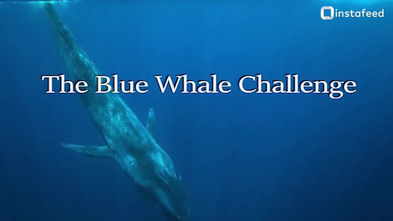 Not all Momos are meant to be consumed - MOMO CHALLENGE!